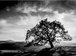 shutterstock_345085262